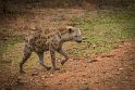 109 Zambia, South Luangwa NP, gevlekte hyena